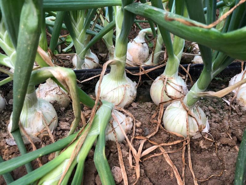 Our white short day onion variety (HOLLAND ORIGIN) has been successfully commercialized