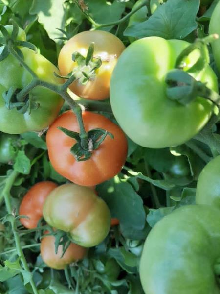 Successful Trial of tomato varieties of Jaliz Dasht Kimia company