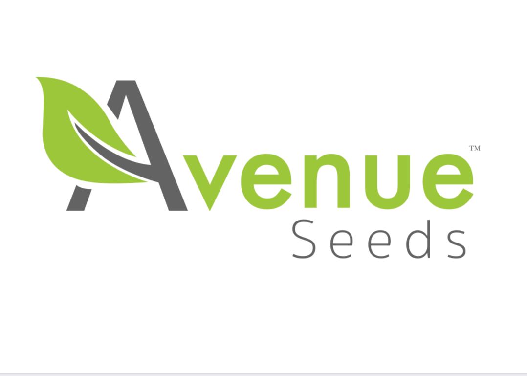 اونیو سیدز Avenue seeds